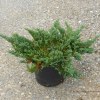 Juniperus Blue Chip