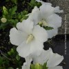 Hibiscus Syriacus Eleonore