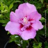 Hibiscus Syriacus Eruption