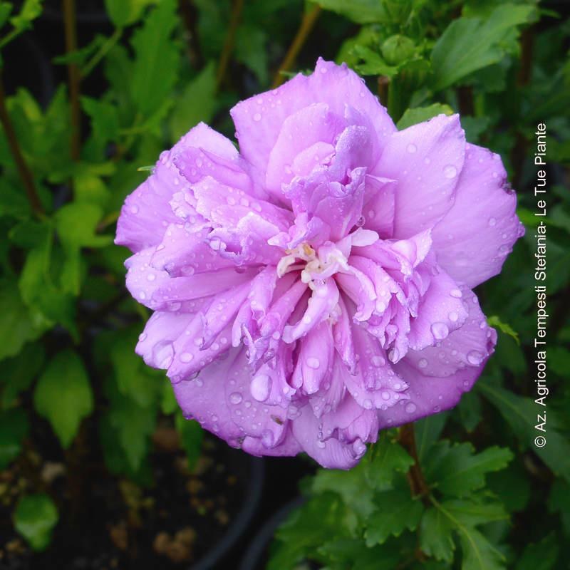 Hibiscus Syriacus French Cabaret Purple