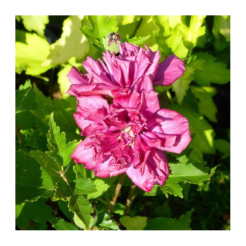 Hibiscus Syriacus French Cabaret Red