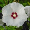 Hibiscus Sup’Heart