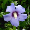 Hibiscus Syriacus Ultramarine