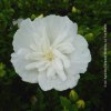 Hibiscus Syriacus White Chiffon