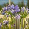 Agapanthus blu