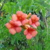 Bignonia campsis radicans