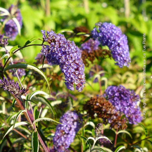 Buddleja Empire Blue