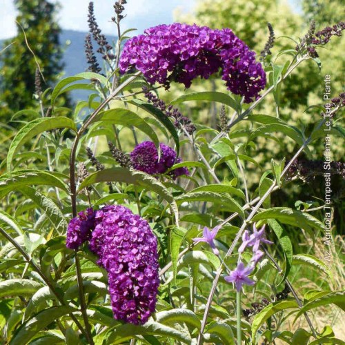 Buddleja Royal Red