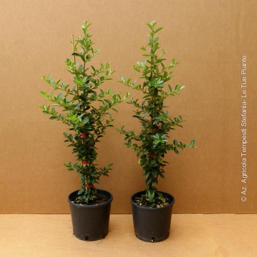 pyracantha mohave