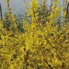 Forsythia Linwood