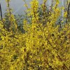 Forsythia Linwood