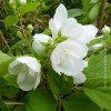 Philadelphus Virginalis