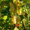 Ribes Bianco 'Blanka'