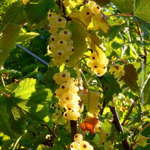 Ribes Bianco Blanka