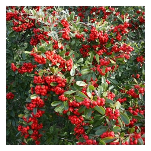Pyracantha Rosso