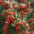Pyracantha Rosso
