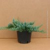 Juniperus Blue Chip