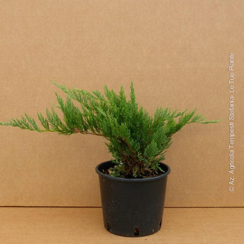 Juniperus Tamariscifolia
