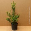 Ilex Crenata Kinme