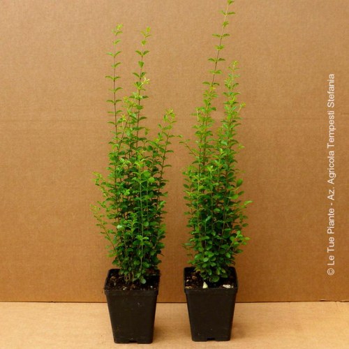 Ligustro Sinense, altezza 30-40 cm, vaso 9