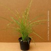 Miscanthus Zebrinus