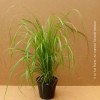 Pennisetum Alopecuroides 'Red Head'