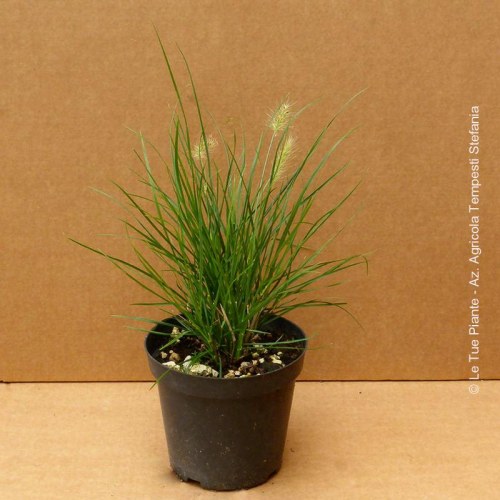 Pennisetum Alopecuroides Little Bunny