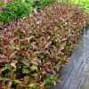 Weigelia Florida Alexandra®
