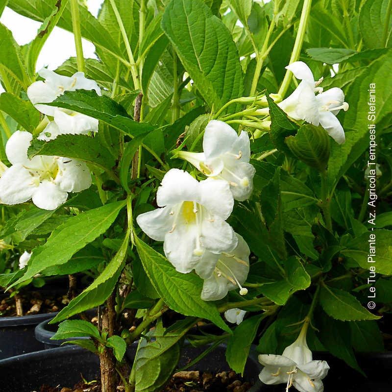 Weigelia Snowflake
