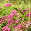 Spiraea Bumalda Antony Waterer