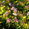 Spirea Goldmund