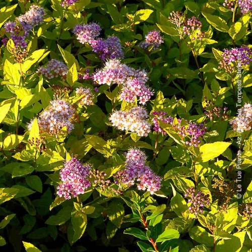 Spirea Goldmound