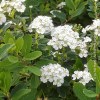 spiraea snowmound