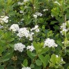 spiraea snowmound