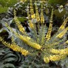 Mahonia