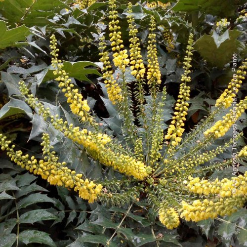 Mahonia Sweet Winter®