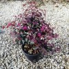 Loropetalum Chinense Fede