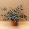 Loropetalum Chinense Fede