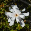 Magnolia Stellata