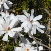 Magnolia Stellata