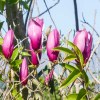Magnolia Liliiflora Nigra