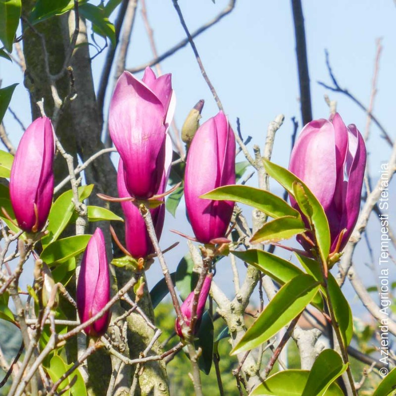 Magnolia Liliiflora Nigra