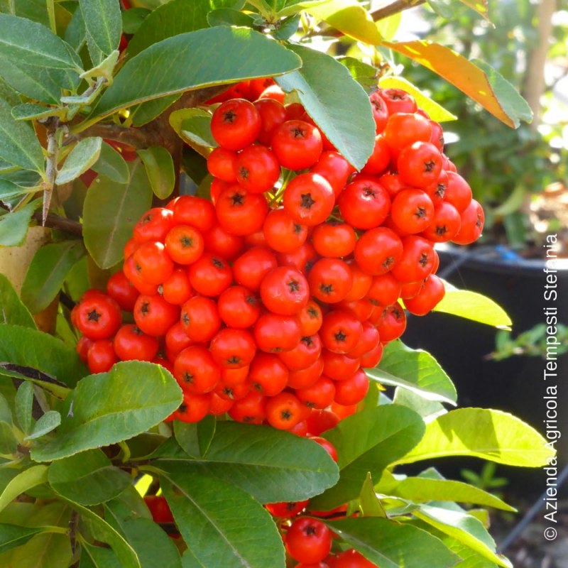 pyracantha mohave