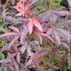 Acero Palmatum Rosso