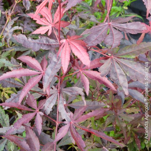 Acer Palmatum Atropurpureum