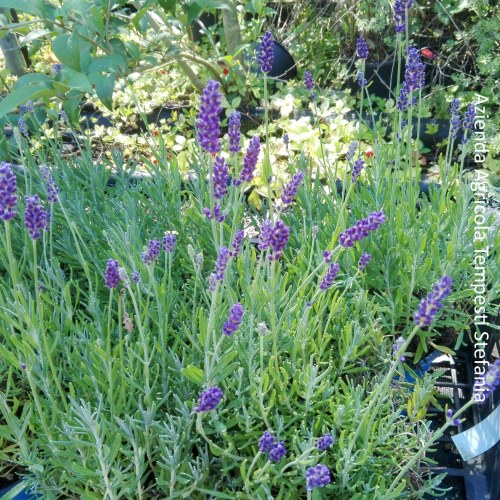 Lavanda hidcote nana