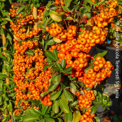 Pyracantha Arancione