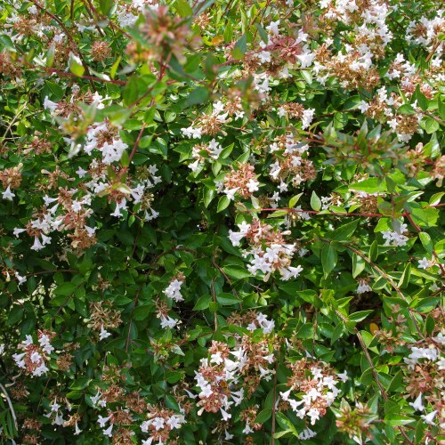 Abelia Grandiflora