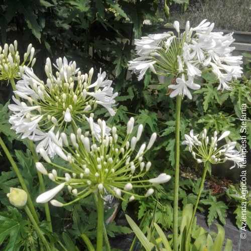 Agapanthus Bianco