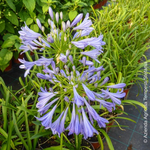 Agapanthus Blu